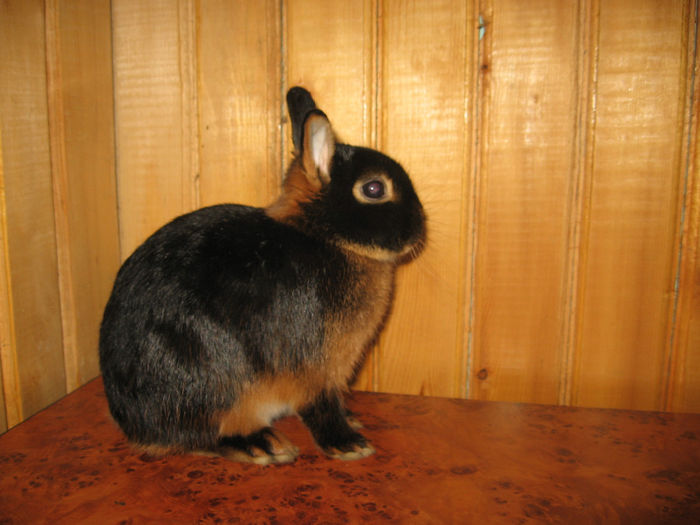 IMG_1418 - 5 BLACK TAN Netherland Dwarf - Lohkaninchen