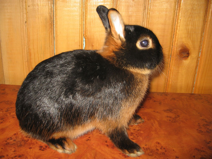 IMG_1419 - 5 BLACK TAN Netherland Dwarf - Lohkaninchen