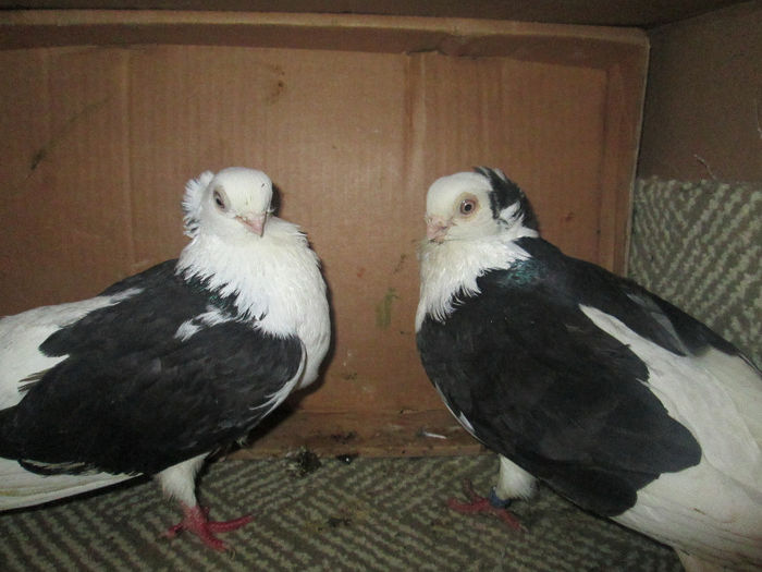 pereche,, - E-jucatori de constanta