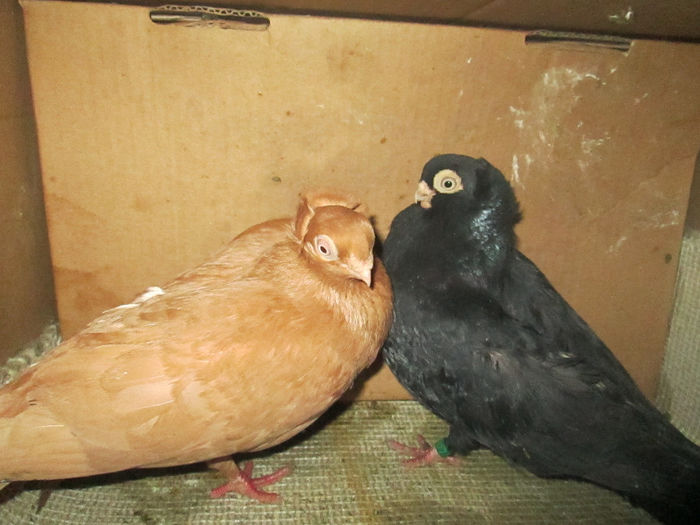 perechea  18 - E-jucatori de constanta