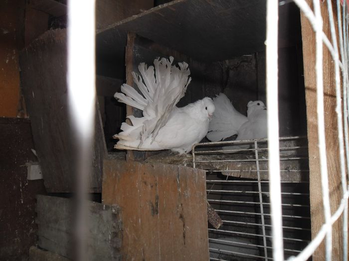 perechea 1 voltati indieni