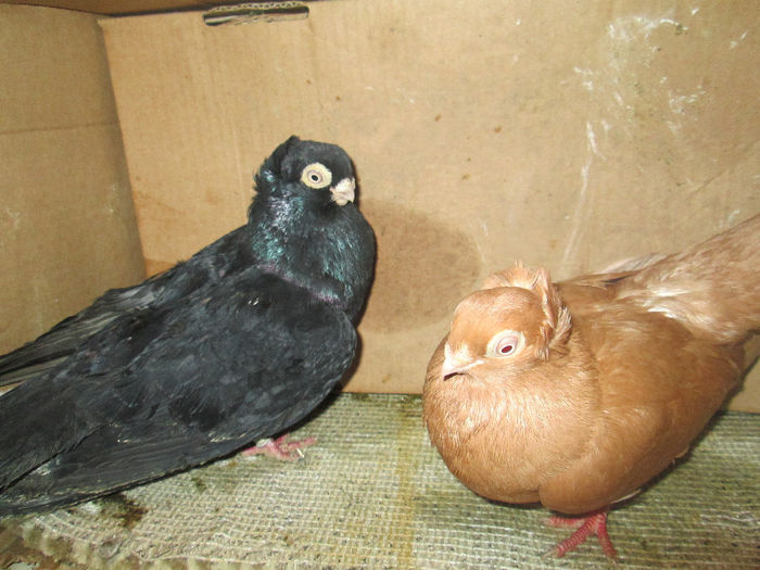 F+M  matca - E-jucatori de constanta