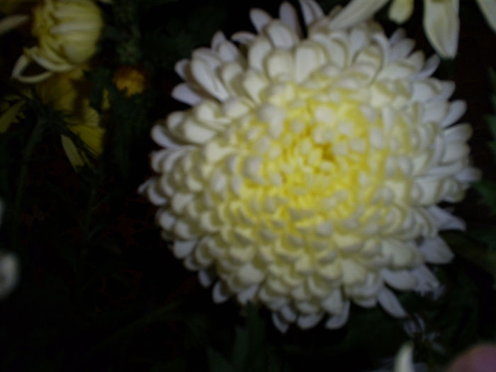 S5032254 - Crizanteme 2013