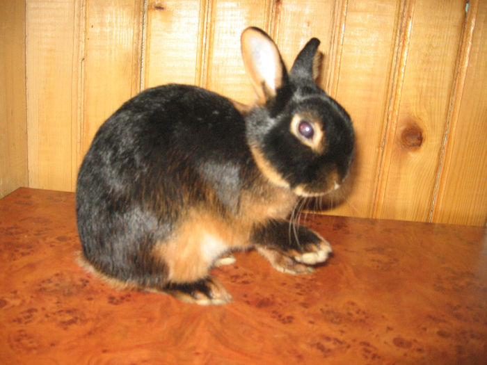 IMG_1426 - 5 BLACK TAN Netherland Dwarf - Lohkaninchen