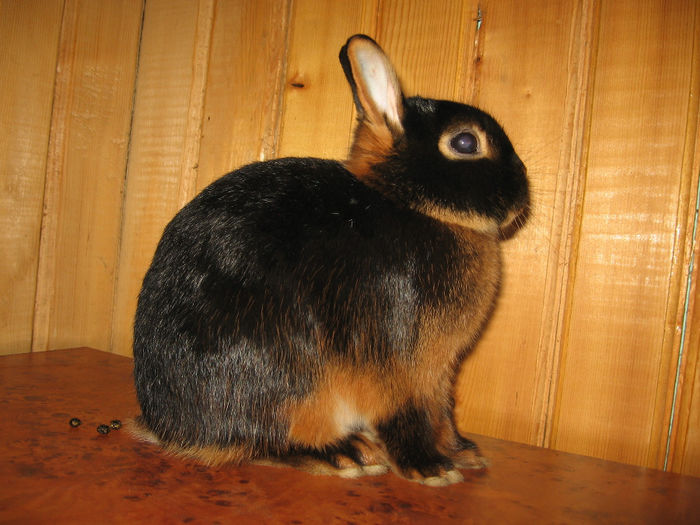 IMG_1434 - 5 BLACK TAN Netherland Dwarf - Lohkaninchen