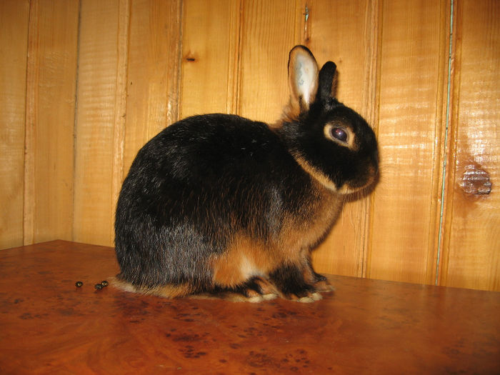 IMG_1437 - 5 BLACK TAN Netherland Dwarf - Lohkaninchen