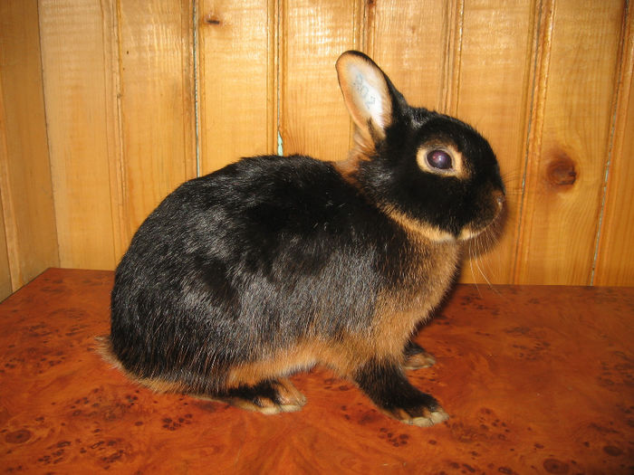 IMG_1438 - 5 BLACK TAN Netherland Dwarf - Lohkaninchen