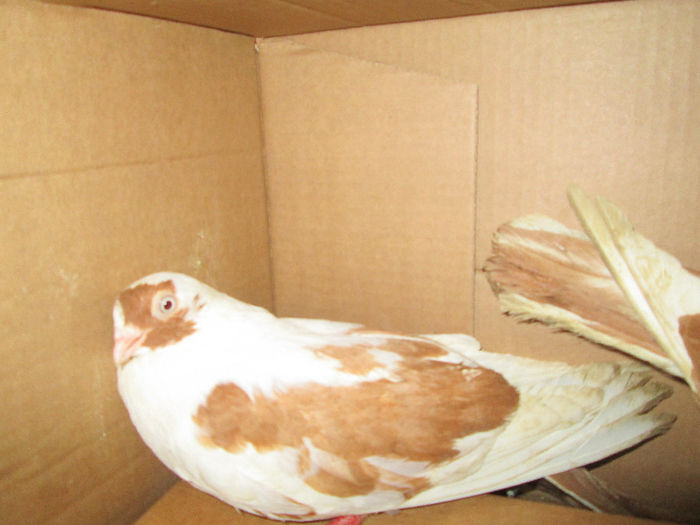 femela  mascat  galben