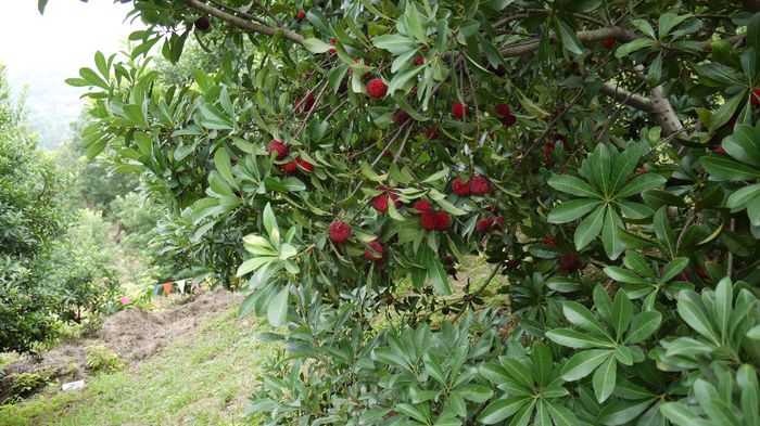 Yangmei(Yumberry ); (Myrica Rubra)
