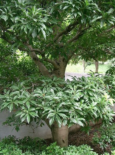 Yangmei(Yumberry ); (Myrica Rubra)
