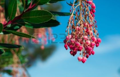 Yangmei; (Myrica Rubra)
