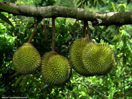 Durian-fructe; (Durio zibethinus)
