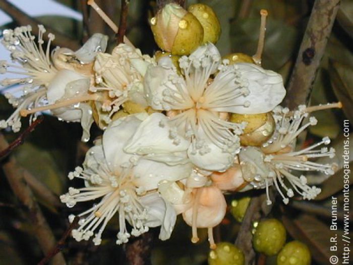 Durian-flori; (Durio zibethinus)
