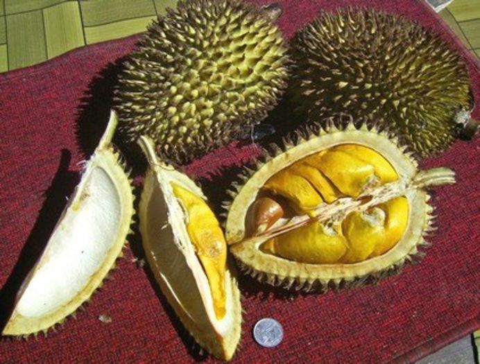 Durian-fruct; (Durio zibethinus)
