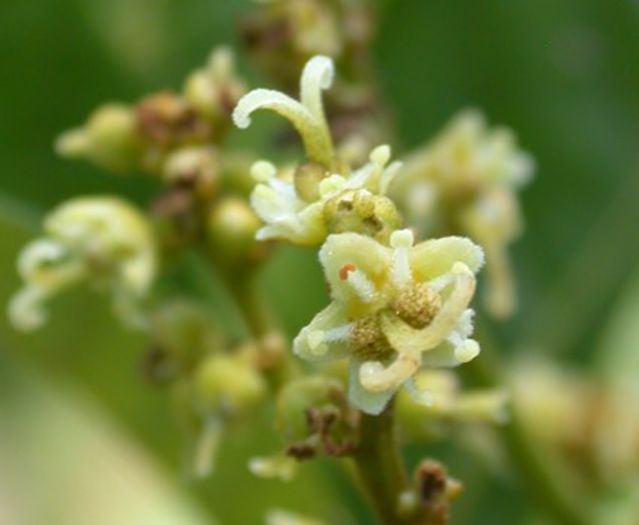 Rambutan-flori; (Nephelium lappaceum)
