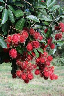 Rambutan-fructe; (Nephelium lappaceum)
