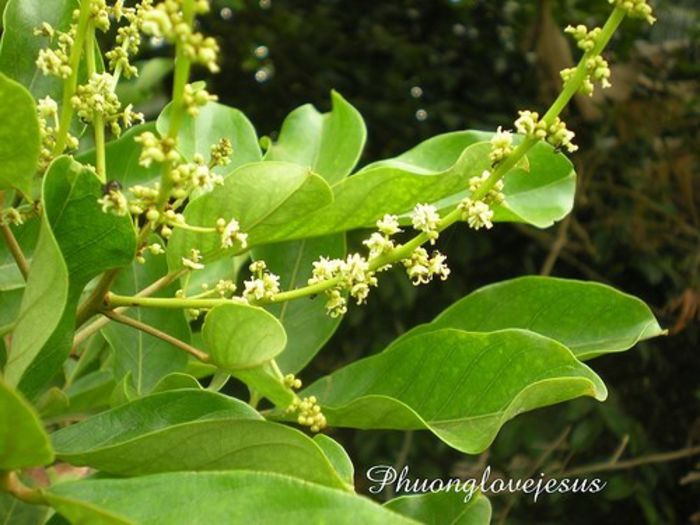 Rambutan-inflorescenta - Arbori exotici - 1