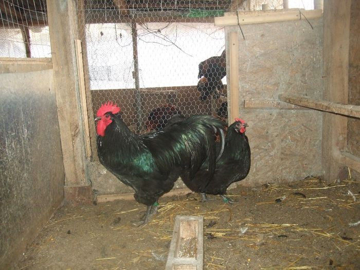 australorp negru