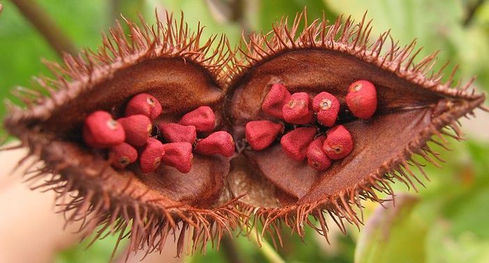 Achiote sau roucou-seminte; (Bixa orellana)
se folosesc ca si coloranti alimentari si industriali
