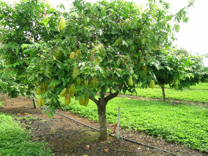 Carambola; ( Averrhoa carambola)
original din Indonezia,Sri lanka si India
