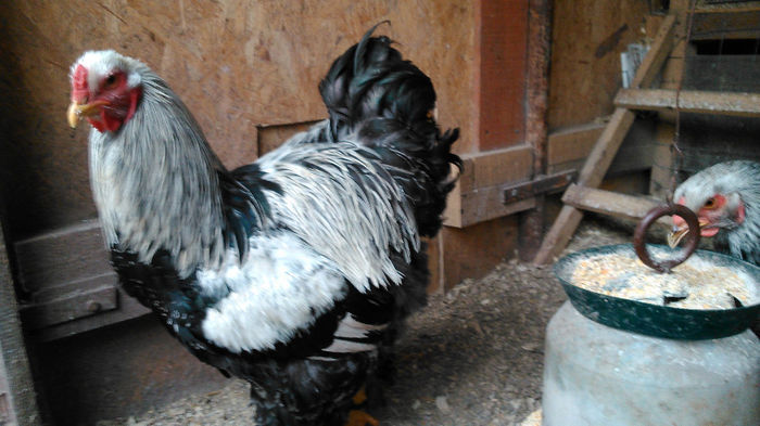 DSC_0315 - Brahma herminat inchis