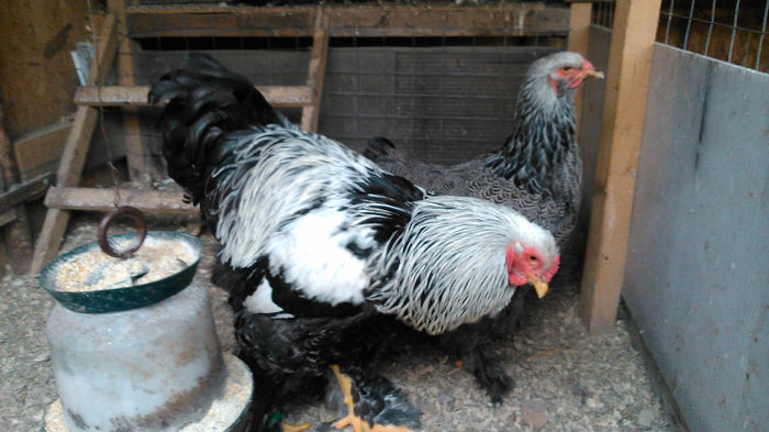 DSC_0318 - Brahma herminat inchis