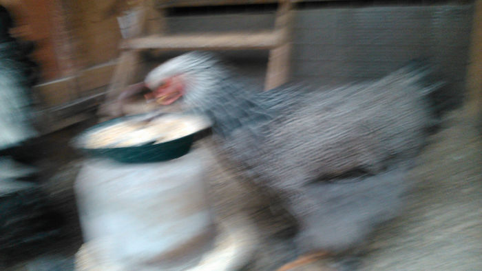 DSC_0319 - Brahma herminat inchis