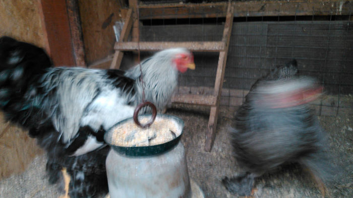 DSC_0320 - Brahma herminat inchis