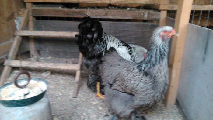 DSC_0321 - Brahma herminat inchis