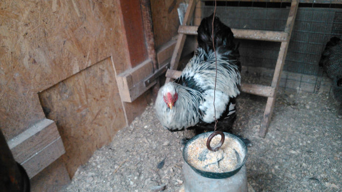 DSC_0323 - Brahma herminat inchis