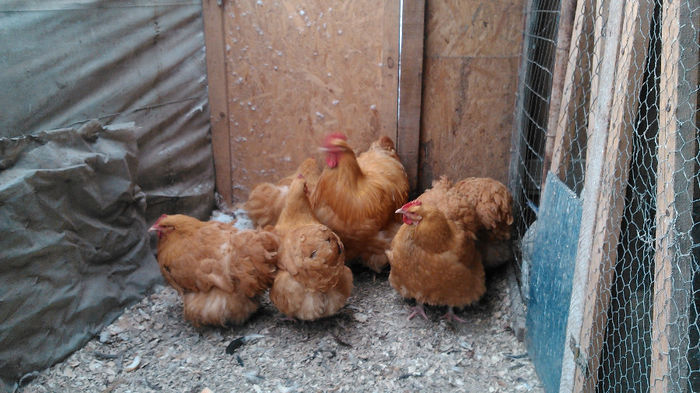 DSC_0284 - Orpington galben