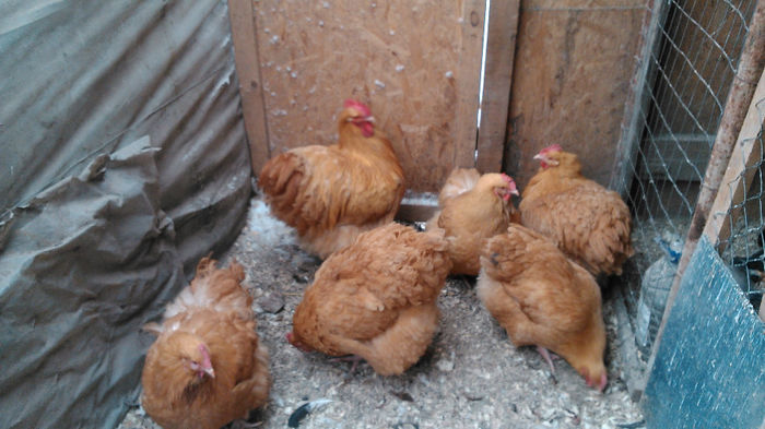 DSC_0291 - Orpington galben