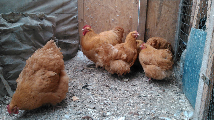 DSC_0299 - Orpington galben