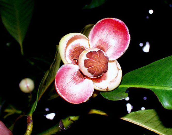 Mangosteen-floare; (Garcinia mangostana)
