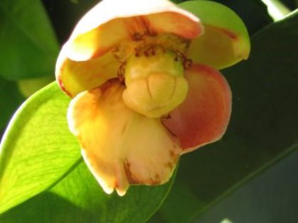 Mangosteen(alb)-floare; (Garcinia mangostana)
