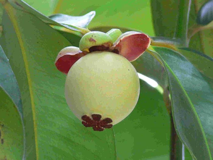 Mangosteen-fruct in formare; (Garcinia mangostana)
