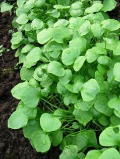 salata de iarna a minerilor - salata verde si altele