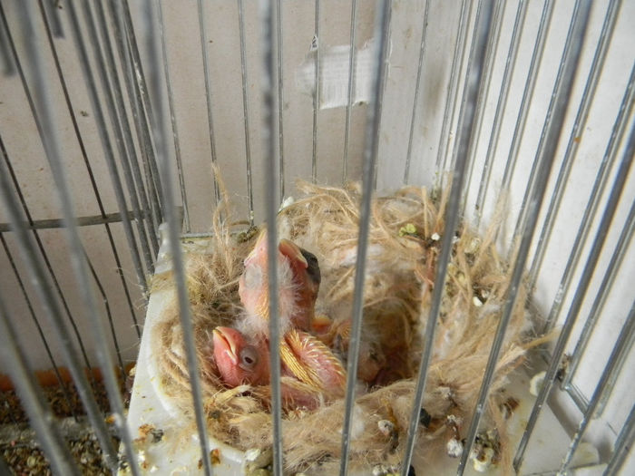 DSCN5731 - Crescatoria de papagali 2014