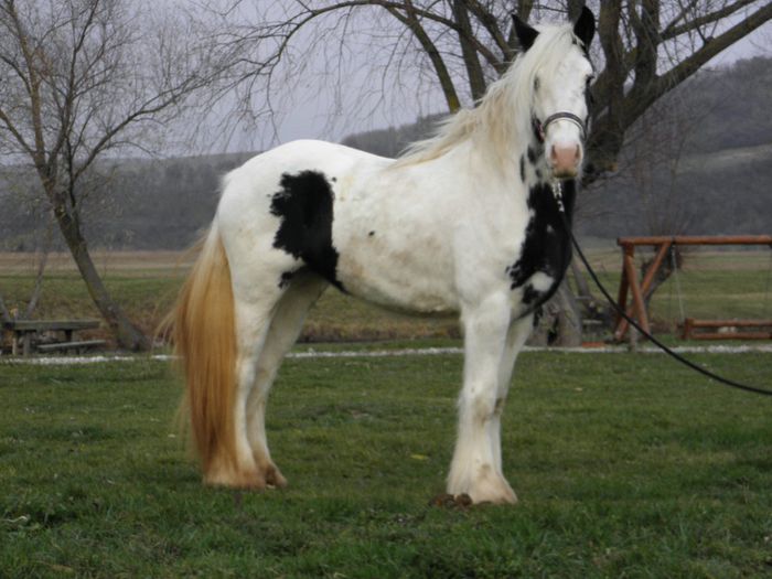 IAPA GYPSY VANNER