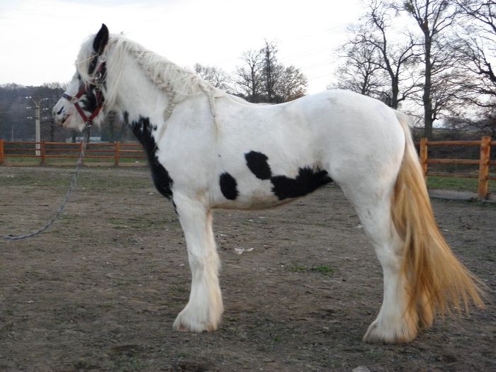 IAPA GYPSY VANNER