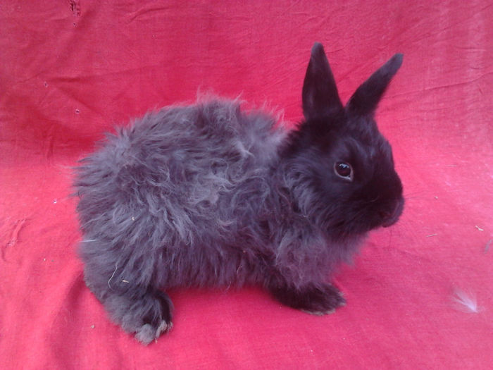 Mascul Angora francez 4 luni 002; Mascul netuns ~ 1200 g . Pret 50 lei.
