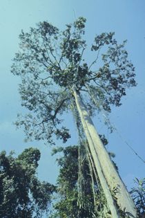 Tauari sau Wandara; (Couratari guianensis)
lemnul ,folosit pt parchet
