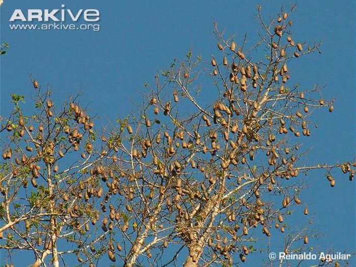 Wadara-cu fructe,fara frunze; (Couratari guianensis)
Taurari-numele brazilian;Wadara-in Guyana;are si alte nume
