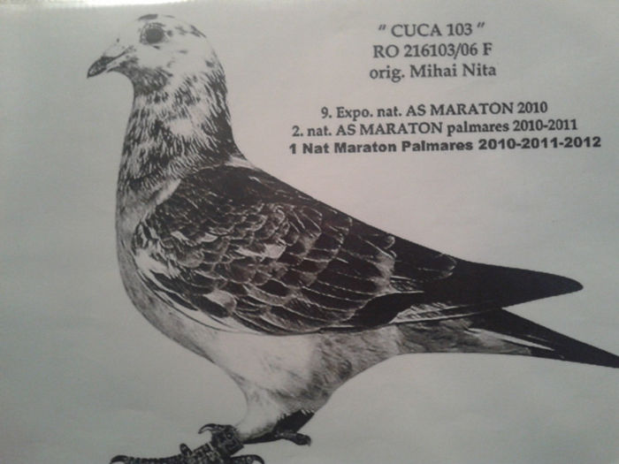 CUCA.216103-06.ORIG.NITA MIHAI; CAMP.NITA=LOC.1.NAT.MARATON PALM.2010-2011-2012.
