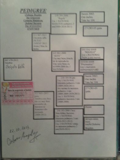 PEDIGREE-SOLZ.LISTA.0662470-13.ORIG.CIOBANU BOGDAN; NEPOATA=GUT(REGELE)+CUCA.NITA=2.CAMPIONI NAT.PALM.MARATON.3-ANI.
