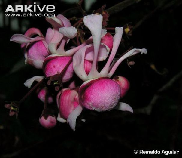 Tauari-inflorescenta; (Couratari guianensis)
