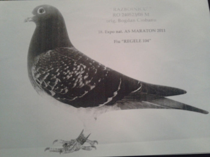 RAZBOINICU-240523-08.ORIG.CIOBANU BOGDAN; LOC.3=PALM.MARATON.3 ANI 2010-2011-2012,,LOC.3 CAT.REKORD AS-10000KM.2012

