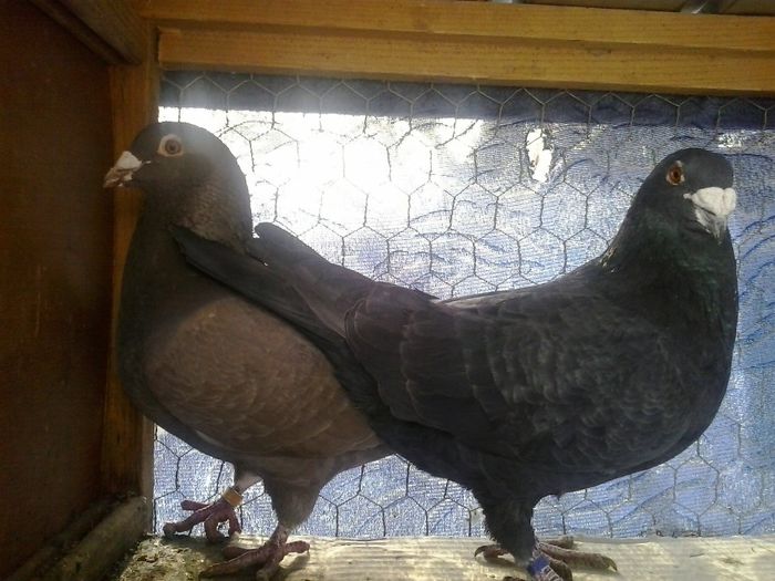 M 2012 & F 2010 - 6 Matca 2014