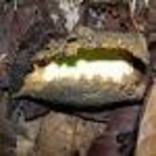 Taurari-fruct fara seminte; (Couratari guianensis)
