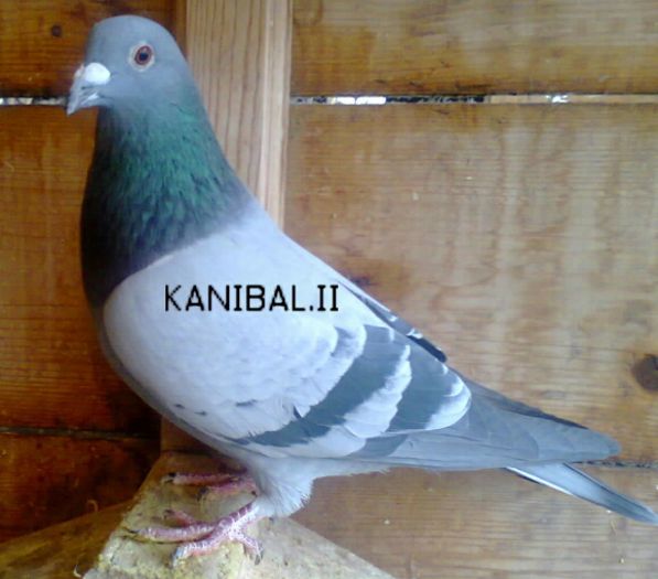 Fotografie0102_001_002-1; KANIBAL ll A LOVIT DIN NOU AN 2013 REUSIND SA FACA TOATE NORMELE POSIBILE 8 CATEGORI CASTIGAND 6 LA NIVEL DE CLUB CEEA MAI BUNA SI GREA AS FOND!
